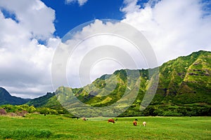 Cliffs and cows of Kualoa Ranch, Oahu photo