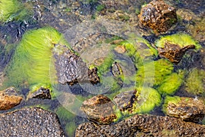 Cliffs and green algae on the seashore