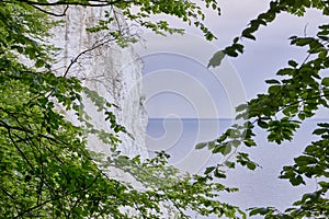 Cliffs at moen denmark with green leaves