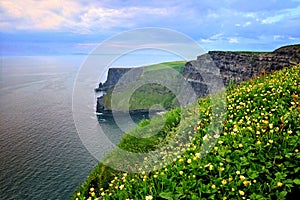 Cliffs of Moher at dusk with yellow flowers, Ireland