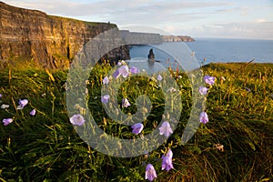 Cliffs of Moher with Wild flowers.