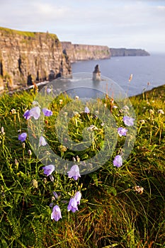 Cliffs of Moher with Wild flowers.