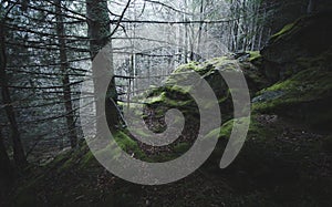 Cliffs with moss in pine tree forest