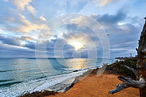Cliffs overlooking carlsbad california beach and dead tree and clouds