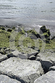 cliffs by the sea. green algae washed ashore.