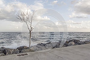 The cliffs on the shore, the leafless tree and the waves in the sea
