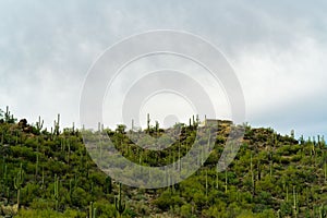 In the cliffs of tuscon arizona in sabino national park with small adobe style rock or stone building and visible cactuses