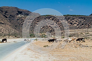 Cliffs at Wadi Dharbat near Salalah during the dry season, Oma