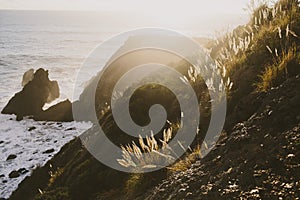 Cliffside and ocean with plants glowing photo