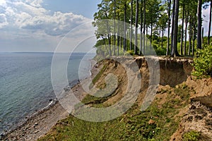 Clifftop with forest above the beach photo