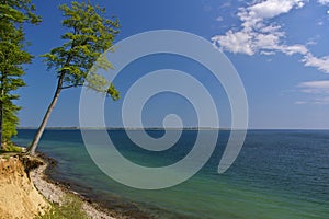 Clifftop with forest and slanted tree above the beach