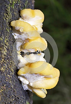 Climacocystis borealis is a species of poroid fungus in the family Fomitopsidaceae