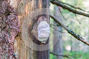 Climacodon septentrionalis