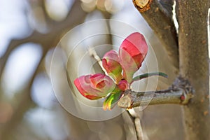 Climate change - Bud in January