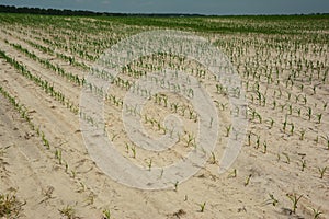 Climate change drought damaged corn field with sand lands