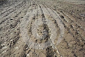 Climate change dry soil. Furrows row pattern in a chernozem field with planting and growing crops photo