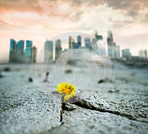 climate change or global warming banner - yellow flower growing in cracked dried land, grey polluted city in the background photo