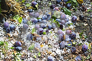 Climate change - Hail storm destroyed a plum fruits photo