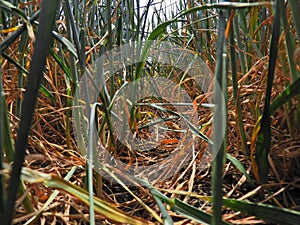 Climate change, water shortage, drought damage on wheat.