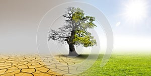 Climate change - landscape with dry earth and oak tree