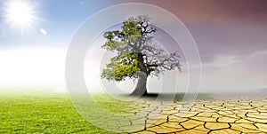 Climate change - landscape with  oak tree