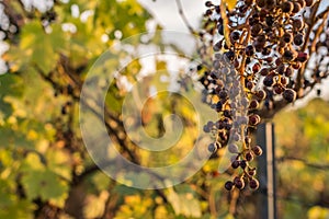 Climate change ruins the grape harvest due to drought