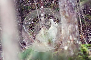 Blue hare moultin white in forest photo