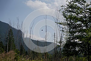 The climate crisis and forest dieback hit the forests in Germany and Bavaria very hard, photographed in 2021