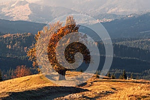 Climax Of Golden Autumn. An Old Lone Beech, Lit By The Autumn Sun, With A Lot Of Orange Foliage On The Background Of The Mountains