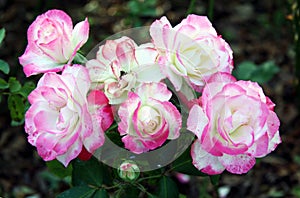 Climb roses, Santana with pink and white flowera