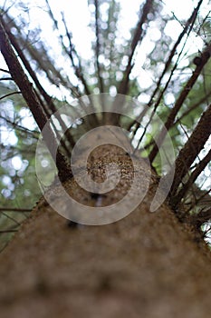 Climb in a very tall tree