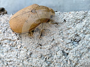 Top view brown beetles climbing rough cement walls