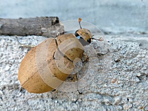 Top view brown beetles climbing rough cement walls