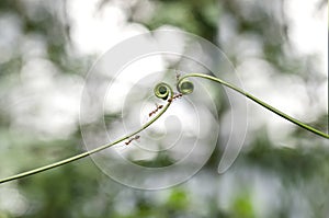 Climber plant and ants