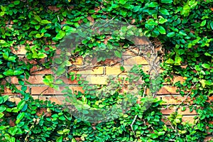 Climber plant on red brick wall background. Green leaf texture