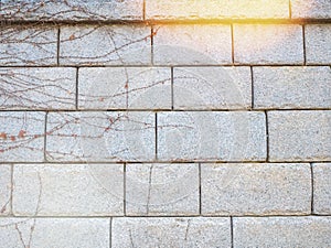 Climber plant with white brick wall lighting flare abstract background space for text.Old brick wall.Grungy white brick wall. photo