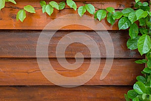 Climber plant on wood plank