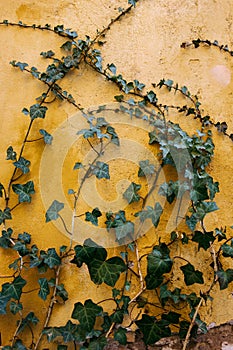 Climber plant on the yellow grunge wall background.