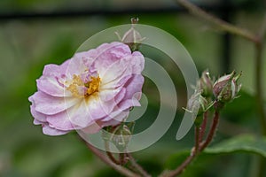 Climber rose Rosa Amy-Lynn, pink-white semi-double flower