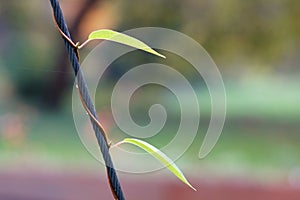 A climbing plant climbing a wire rope