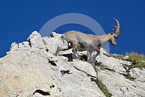 Climbing alpine ibex