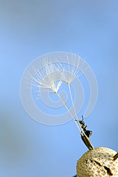 Climbing ant on dried dandelion