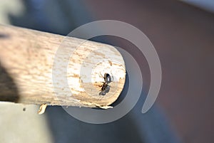 Climbing ant on wood stick