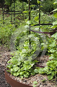 Climbing basella alba or malabar spinach in veggie patch