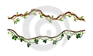 Climbing branches with green leaves set. Tropical climbing plants vector illustration