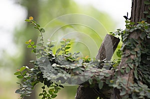 Climbing branches on the stump