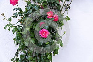 Climbing bright pink rose, thorny, aromatic plant grows up on white wall background