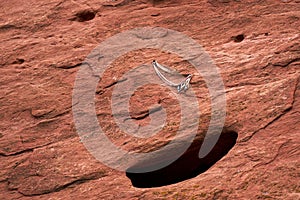 Climbing carabiner connected to a slack rope bolted to the a red rock wall