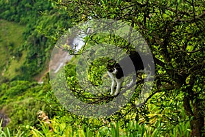 climbing cat in lemon tree