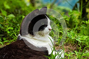 climbing cat in lemon tree